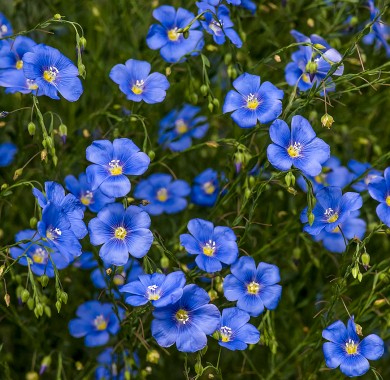 Лен многолетний синий Семена цветов