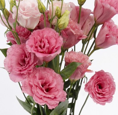 Лизиантус (Эустома) розовая Семена цветов