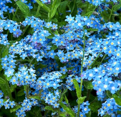 Незабудка альпийская синяя Семена цветов