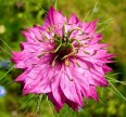 Нигелла (Чернушка) розовая Семена цветов