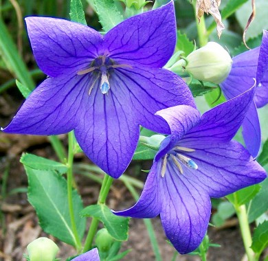 Платикодон крупноцветковый синий Семена цветов