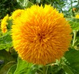 Подсолнечник Сан Голд махровый желтый Семена цветов