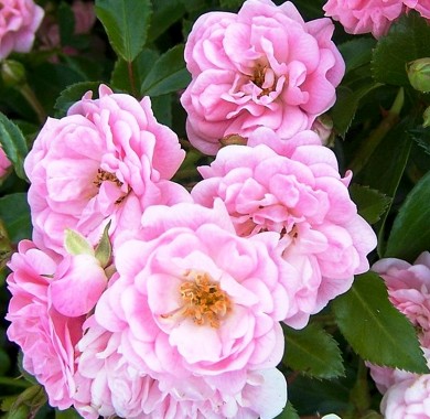 Роза  мини розовая Семена цветов