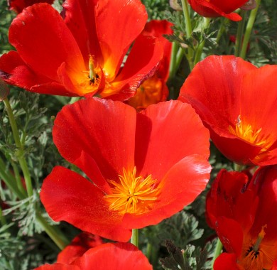 Эшшольция калифорнийская  красная Семена цветов