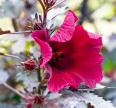 Гибискус клёнолистный Махагон Семена цветов