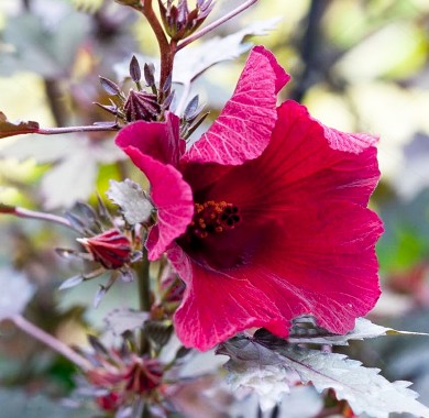 Гибискус клёнолистный Махагон Семена цветов