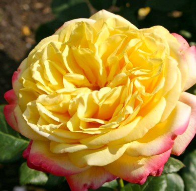 Роза Юбилей Кордеса Розы