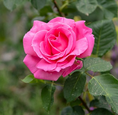 Роза Фана Розы