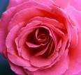 Роза Фана Розы