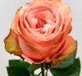 Роза Кахала Розы