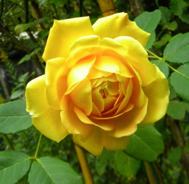 Роза Голден Тауэр Розы