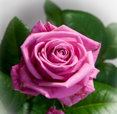 Роза Аква Розы