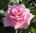 Роза Аква Розы