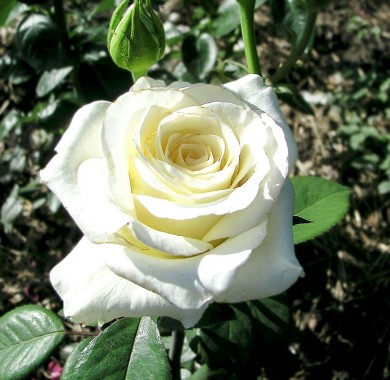 Роза Анастасия Розы