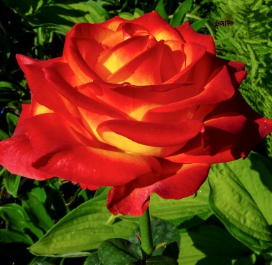 Роза Циркус Розы
