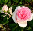 Роза Дольче Вита Розы