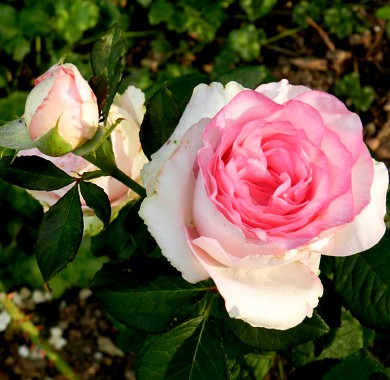 Роза Дольче Вита Розы