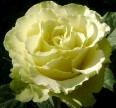 Роза Лимбо Розы