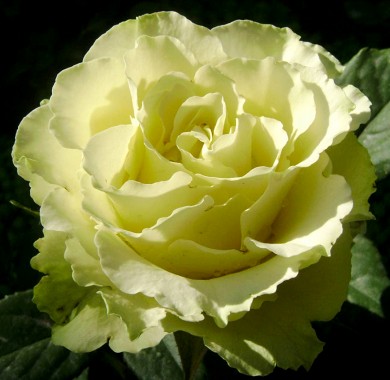 Роза Лимбо Розы