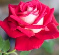 Роза Осирия Розы