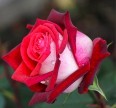 Роза Осирия Розы