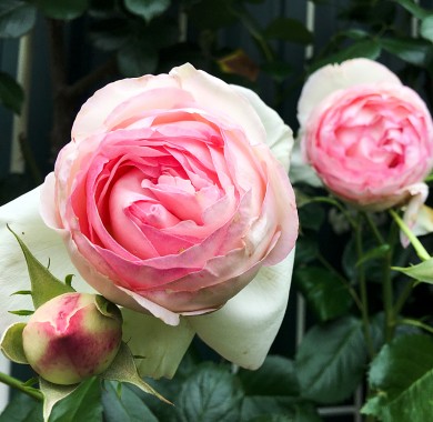 Роза Пьер Де Ронсар Розы
