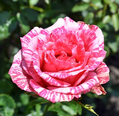 Роза Пинк Интуишн Розы