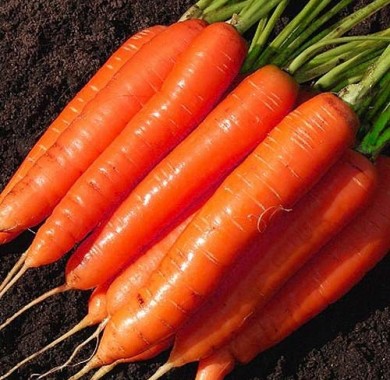 Морковь Лосиноостровская Морковь