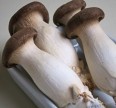 Мицелий грибов Вешенка Королевская (Еринги) Мицелий грибов