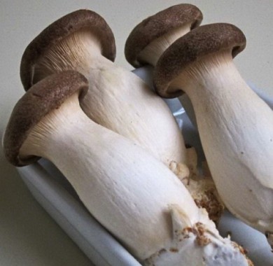 Мицелий грибов Вешенка Королевская (Еринги) Мицелий грибов