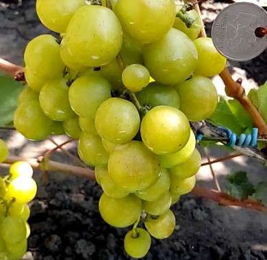 Виноград Прима Украины Виноград