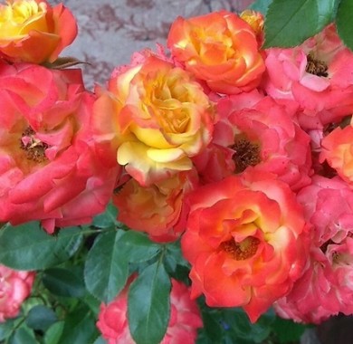 Роза Тайфун Розы