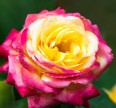 Роза Восточный экспресс Розы