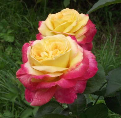 Роза Восточный экспресс Розы