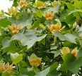 Тюльпановое дерево (Лириодендрон тюльпановый) Лиственные растения