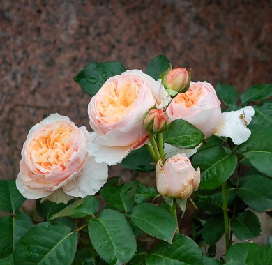Роза Джульетта Розы