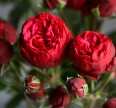 Роза Ред Пиано Розы