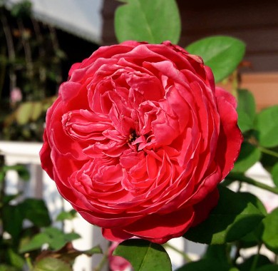 Роза Ред Пиано Розы