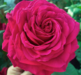 Роза 4-Х Ветров Розы