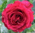 Роза 4-Х Ветров Розы