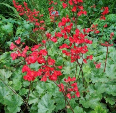 Гейхера Firefly, кроваво-красная с зеленым листом Семена цветов