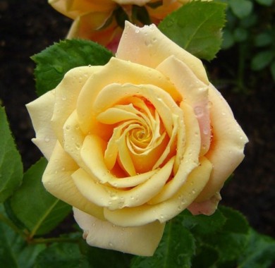 Роза Голден Тауэр Розы