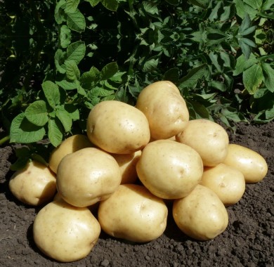 Картофель Коломбо 3 кг Картофель семенной