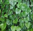 Плющ Вечнозеленый Колхидский Лиственные растения