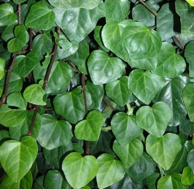 Плющ Вечнозеленый Колхидский Лиственные растения