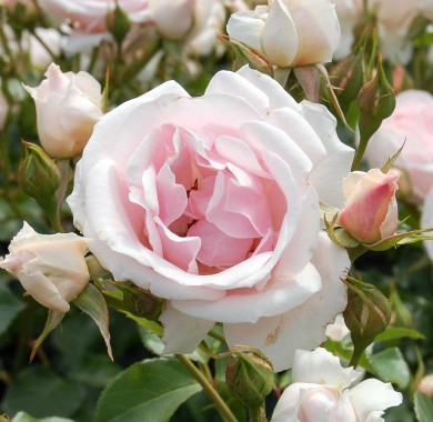 Роза Баллада Розы
