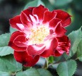 Роза Иониум Розы