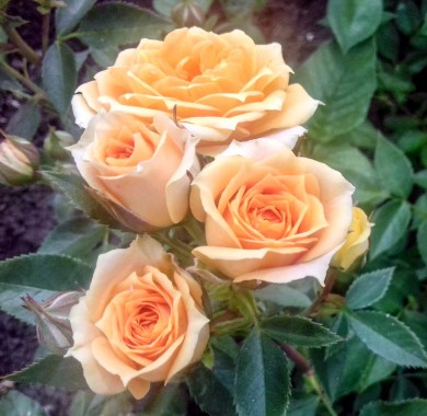 Роза Макарена Розы