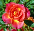 Роза Мандарин Розы