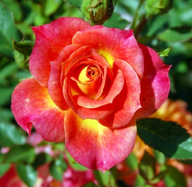 Роза Мандарин Розы